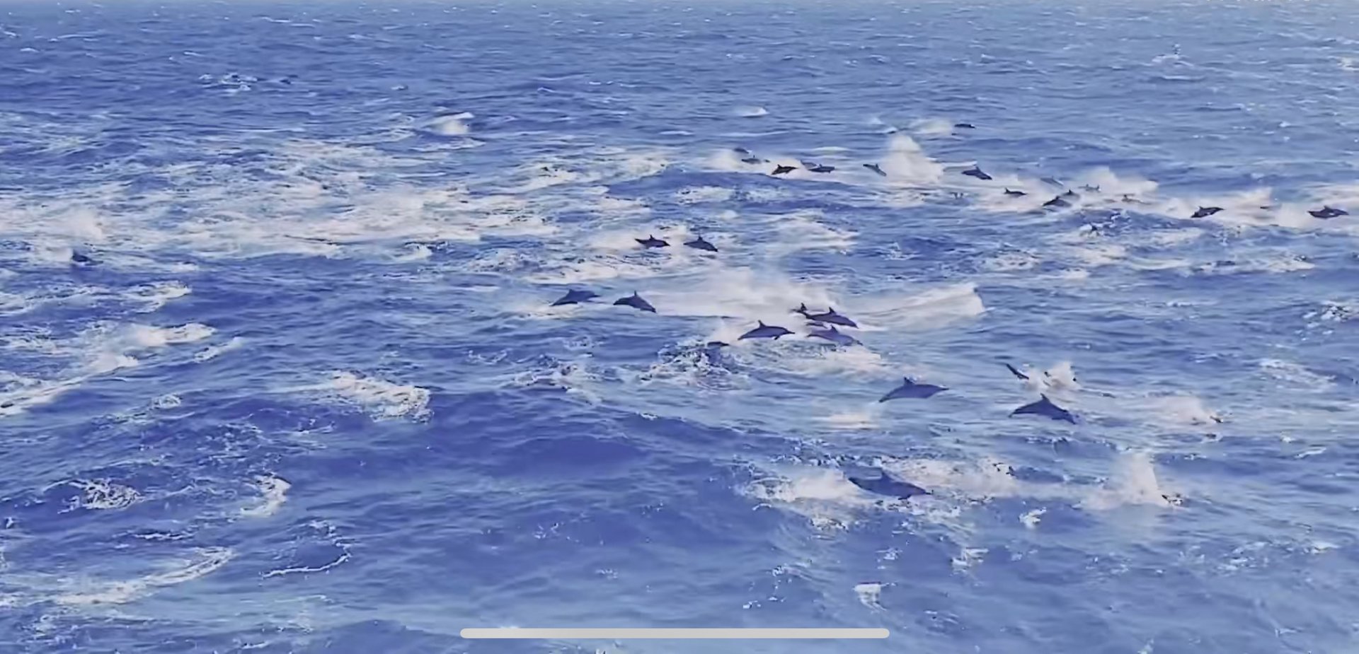 海豚智星科技